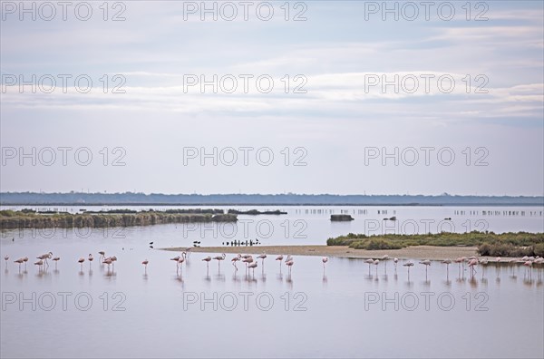 Flamingos