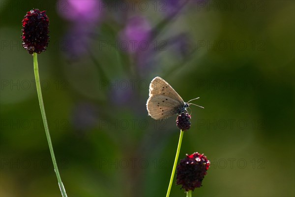 Dark meadow-headed ant-blue butterfly sitting on purple flower seen right