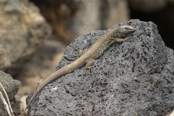 Atlantic lizard