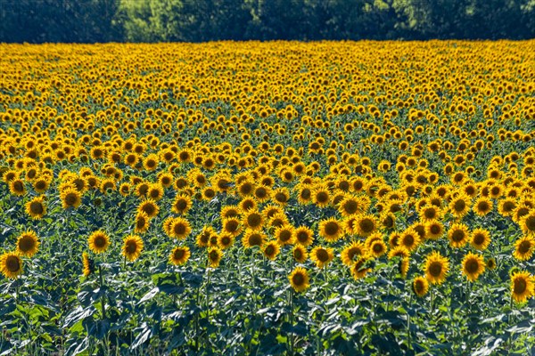 Field of sun flowers