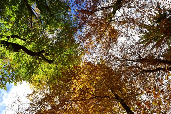 Tree tops in a mixed beech forest with autumn leaves against the sky