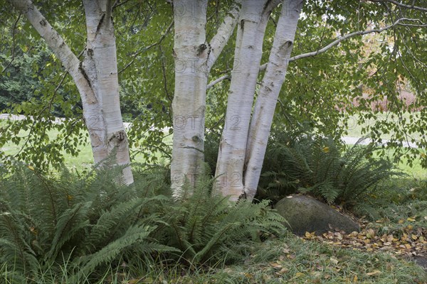 Himalayan birch