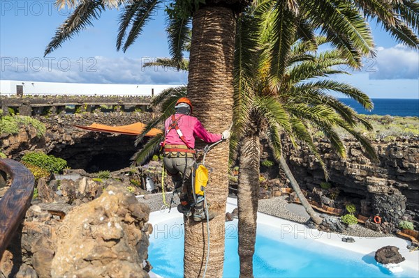A worker taking care of a palm tree on heights