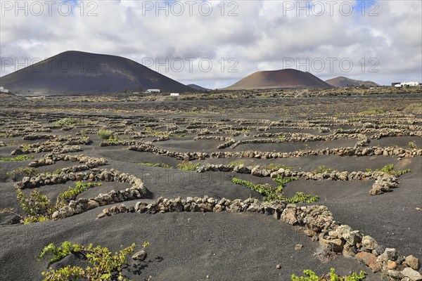 Wine-growing area in the volcanic landscape with a view of the volcanoes Monta Negra and Volcano Colorado Lanzarote