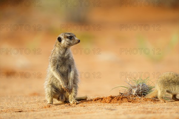 Meerkat