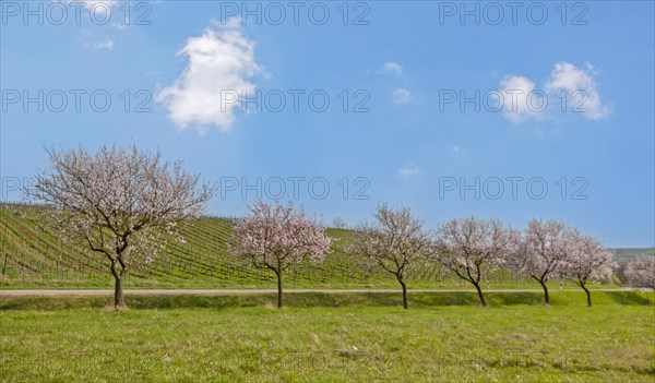 Almond blossom