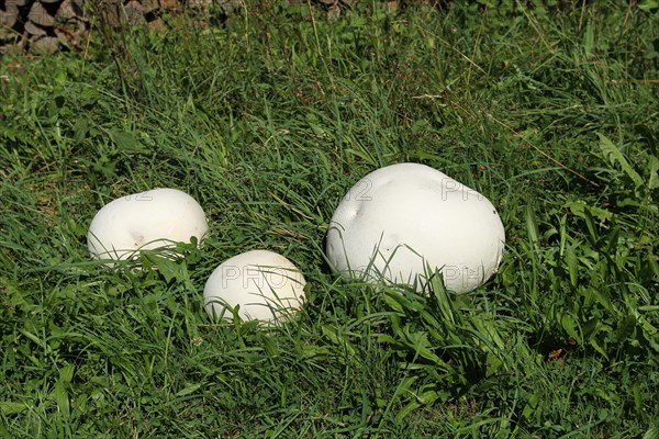 Giant puffball