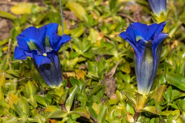 Large-flowered gentian stick with two open blue flowers next to each other