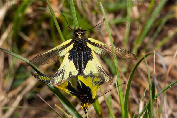 Owly Sulphur moth two animals with open wings mating sitting on green stalk from behind