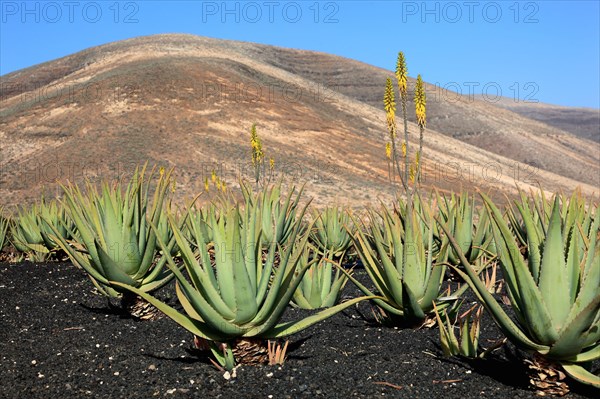 Aloe Vera Plantation at Orzola