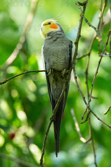 Cockatiel sitting in tree on branch seen from front left
