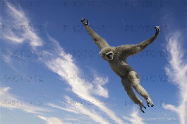 Jumping lar gibbon or white-handed gibbon