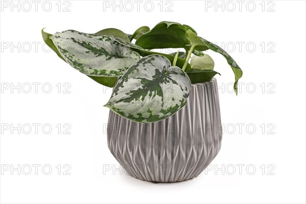 Tropical 'Scindapsus Pictus Exotica' or 'Satin Pothos' houseplant in gray flower pot isolated on white background