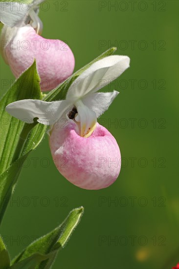 Lady's slipper orchid