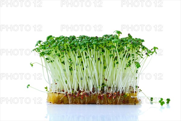 Fresh microgreens. Sprouts of mustard plant isolated on white background