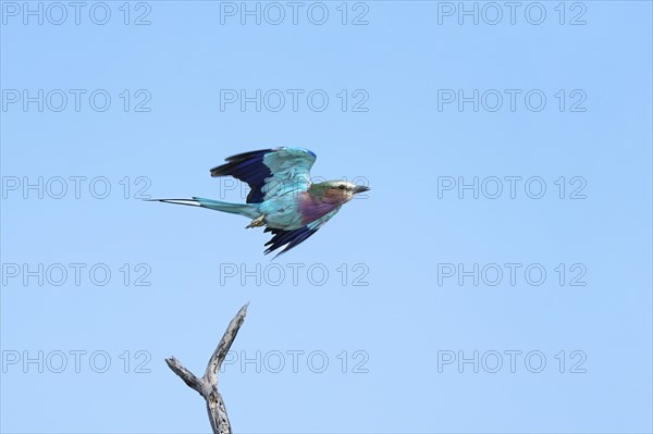 Lilac-breasted roller