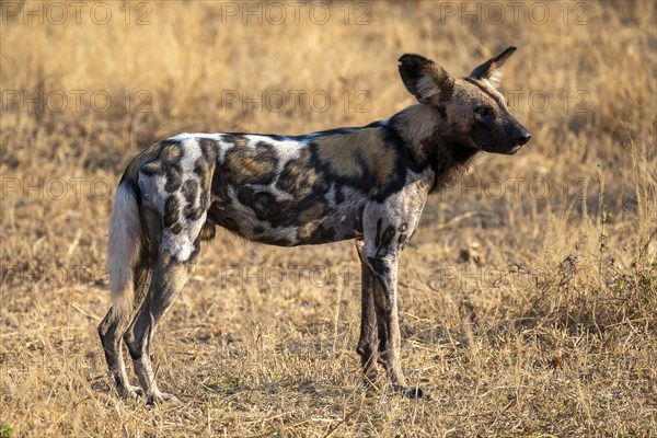 African wild dog