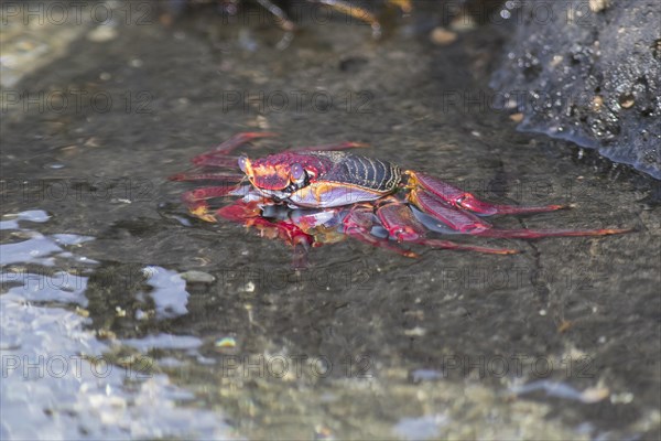 Red rock crab