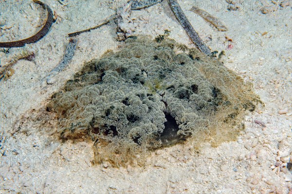 Mangrove jellyfish