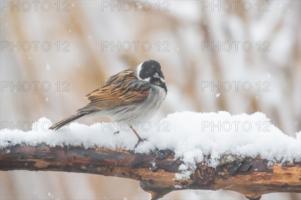 Reed Bunting