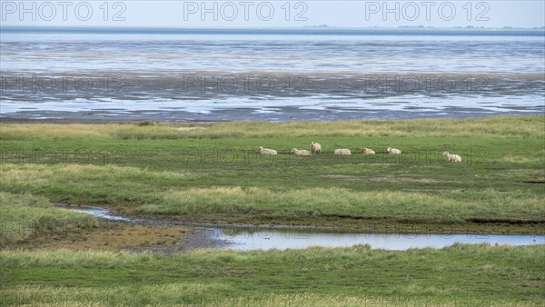 Salt marshes with sheep
