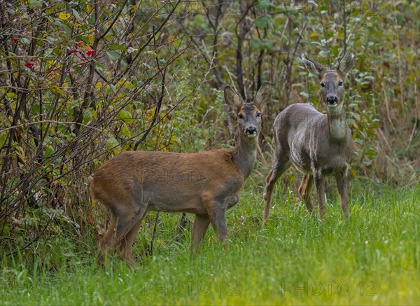 European roe deer