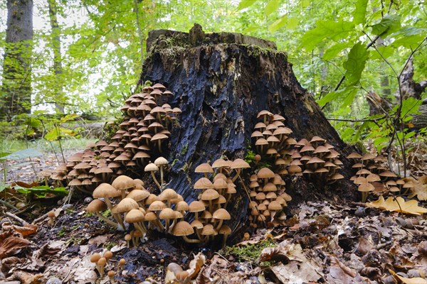 Honey fungus