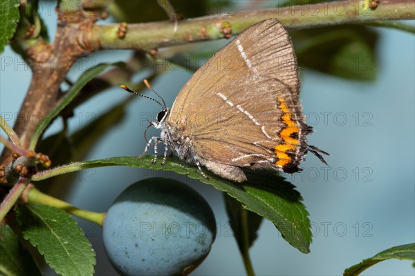 Elm Lacewing Butterfly with closed wings sitting on green leaf with blue berry looking left against blue sky