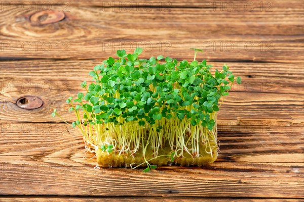 Fresh microgreens. Sprouts of arugula on wooden background