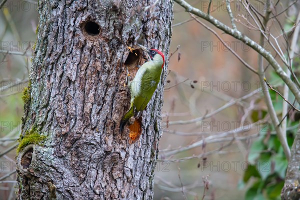 European green woodpecker