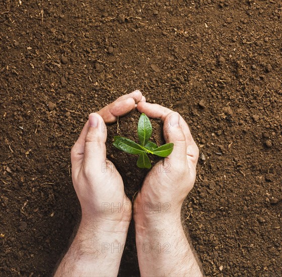 Gardener planting ground