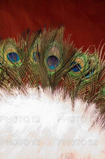Beautiful bird feathers for decorative purposes