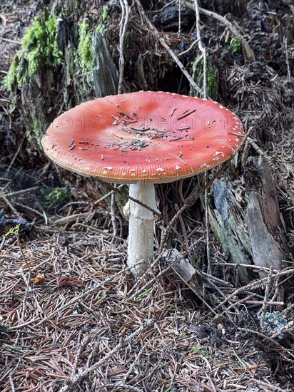 Fly agaric