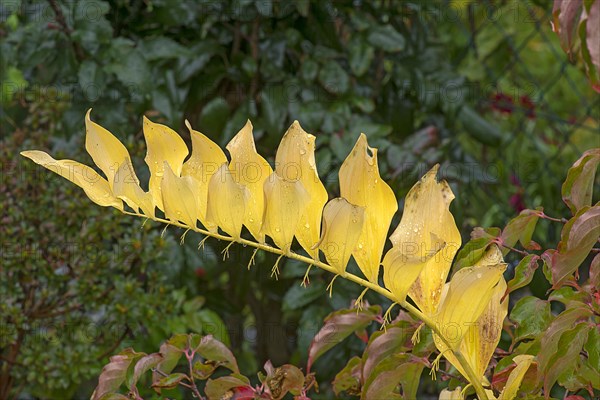 Flowering