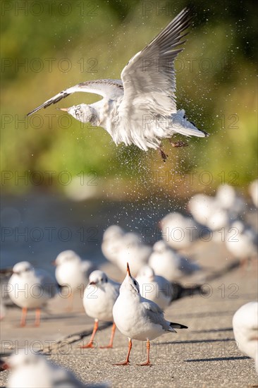 Gull spinning in the air