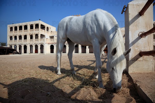 Arabian horse breeding stables in Al Jasra