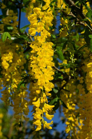 Golden rain flower panicle with a few open yellow flowers