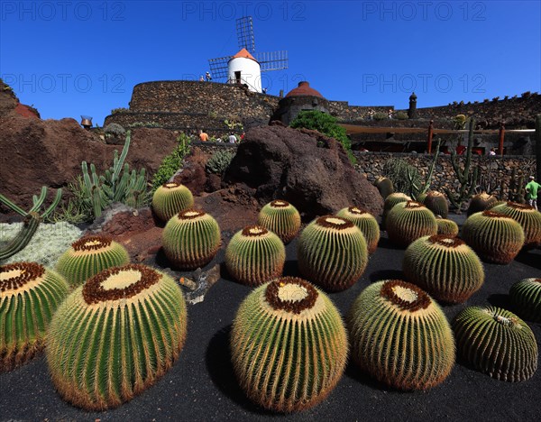 Golden barrel cactus