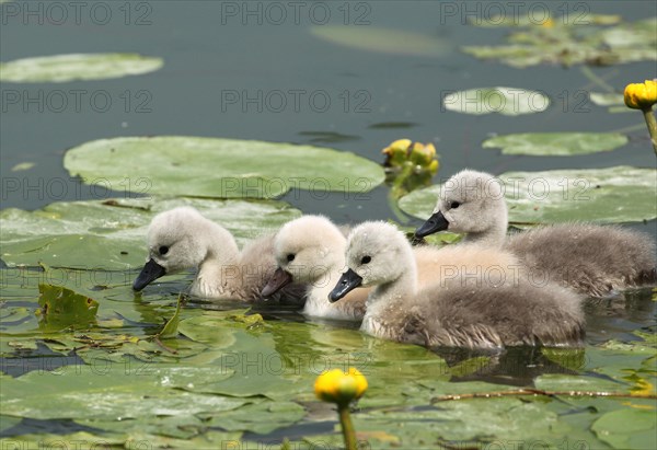 Mute swan