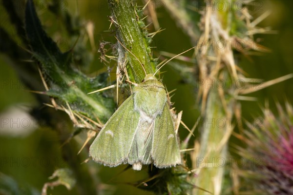 Green owl butterfly with closed wings hanging on green stalk from behind