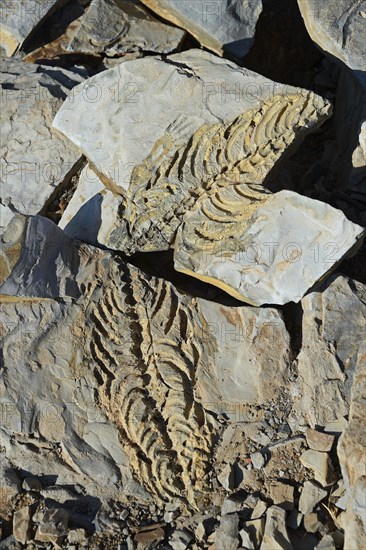 Approx. 300 million year old fossils of Mesosaurus tenuidens near Keetmanshoop