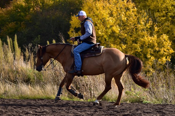 American Quarter Horse stallion training in canter