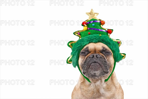 Dog with Christmas tree on head. French Bulldog wearing funny headband while making a not amused face on white background