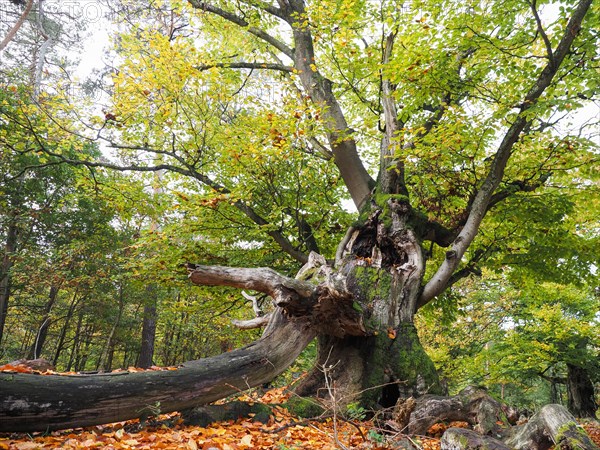 Old hute beech in autumn