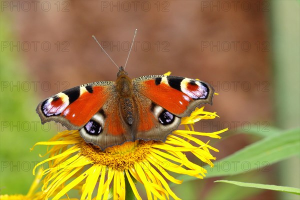 European peacock