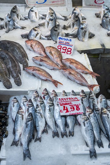 Raw fish at a stall