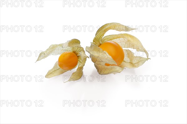 Two physalis with shadow on white background