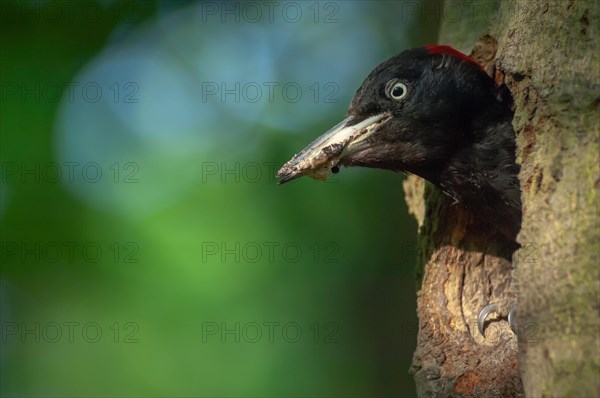 Black Woodpecker