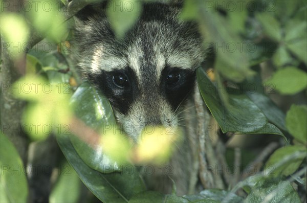 Raccoon dog