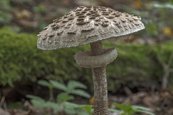 Shaggy parasol